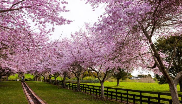 Cherry-Blossoms-Spring-700x400.jpg